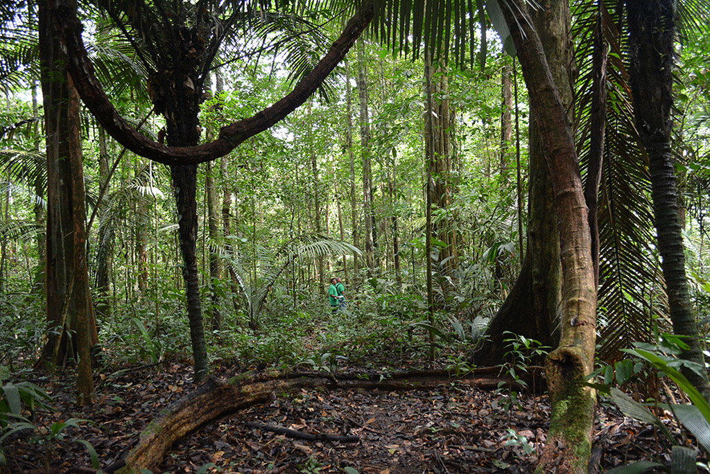 Suriname's verdant rainforest, near the indigenous village of Tepu on the Tapanahony River.