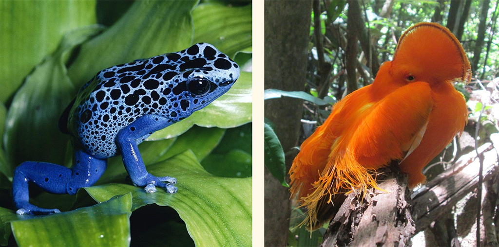 Blue dart poison rog and the Guianan cock-of-the-rock, two examples of Suriname's biodiversity.