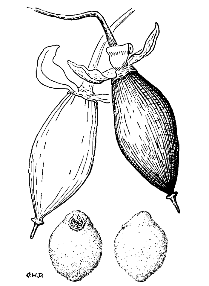 Turbina corymbosa seeds and fruit (Schultes, 1941, p. 19)