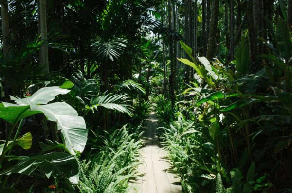 Jungle walk