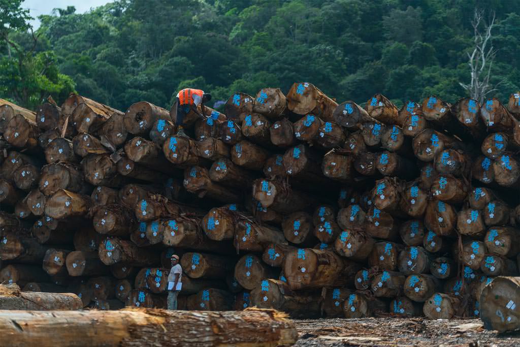 Logging concession in Suriname