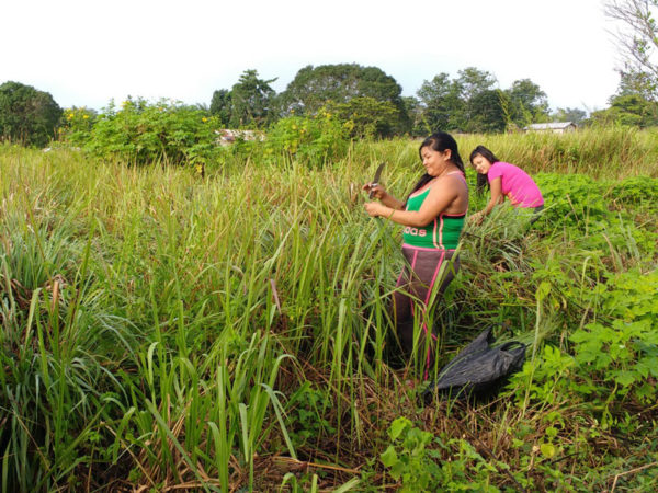 Harvesting lemongrass for herbal tea