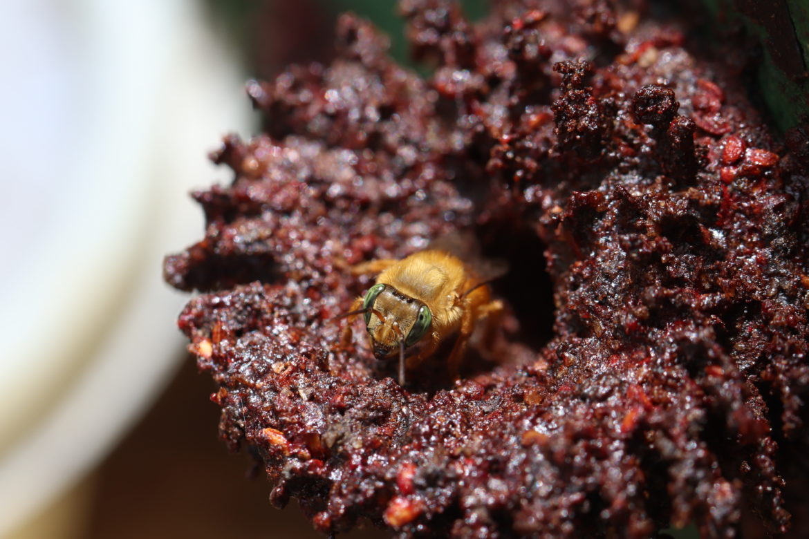 Singless bees nest or hive made of propolis