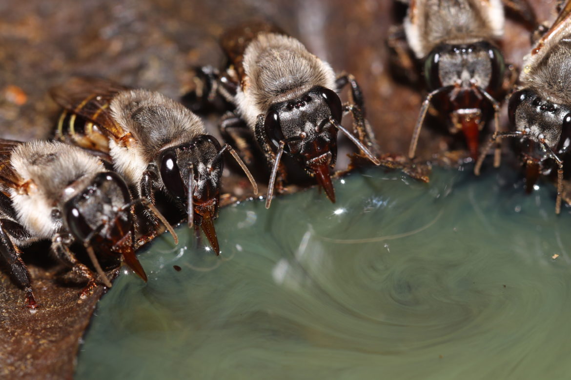 Figure 2. Stingless bees drinking from a honey pot. The honey absorbs propolis compounds from the wax/resin walls of the pot. 