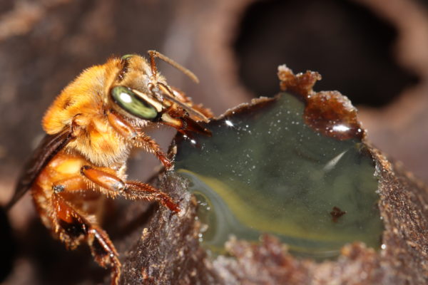 Stingless bee diversity of southern Suriname/northern Brazil