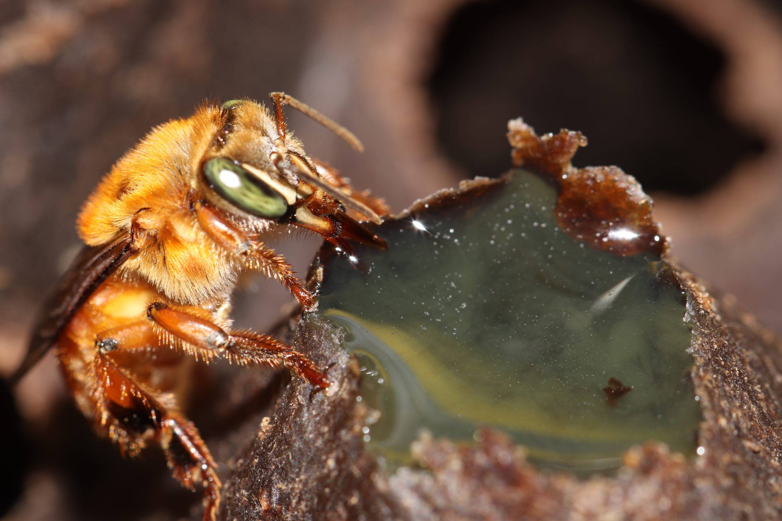 Stingless bee diversity of southern Suriname/northern Brazil