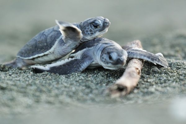 Baby turtles in the Osa Peninsula of Costa Rica_Tortugas Preciosas_Costa Rica