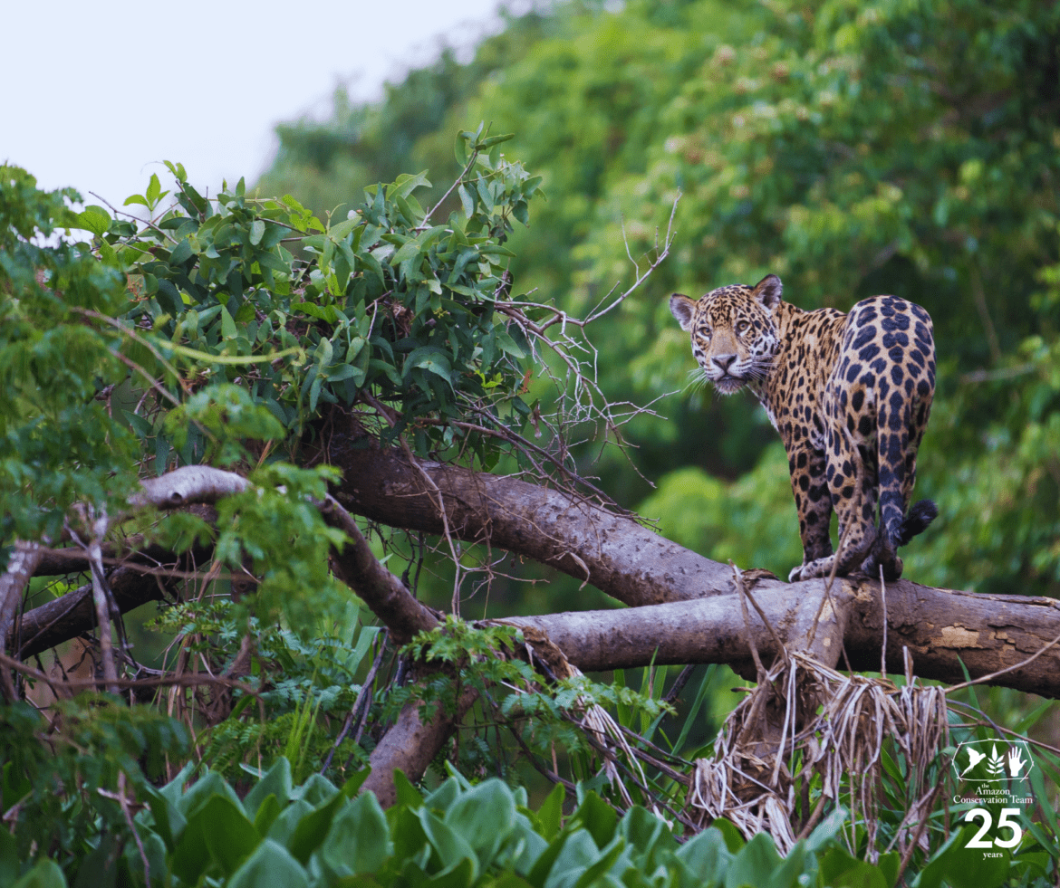 How protecting the Jaguar is essential to conserving the Amazon