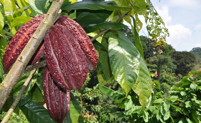 Cacao pods growing in the Amazon rainforest