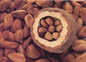 Brazil nut pods from the Amazon rainforest in Suriname