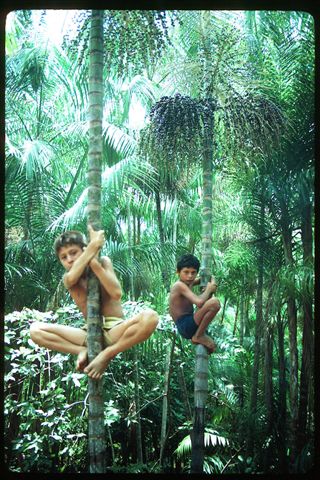 Indigenous boys climbing açai trees in the Amazon rainforest