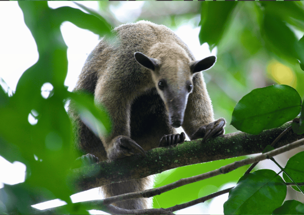 Southern tamandua (Tamandua tetradactyla) inn the Amazon rainforest