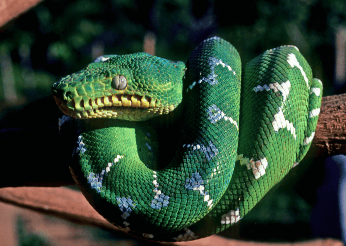 Green snake in the Amazon rainforest
