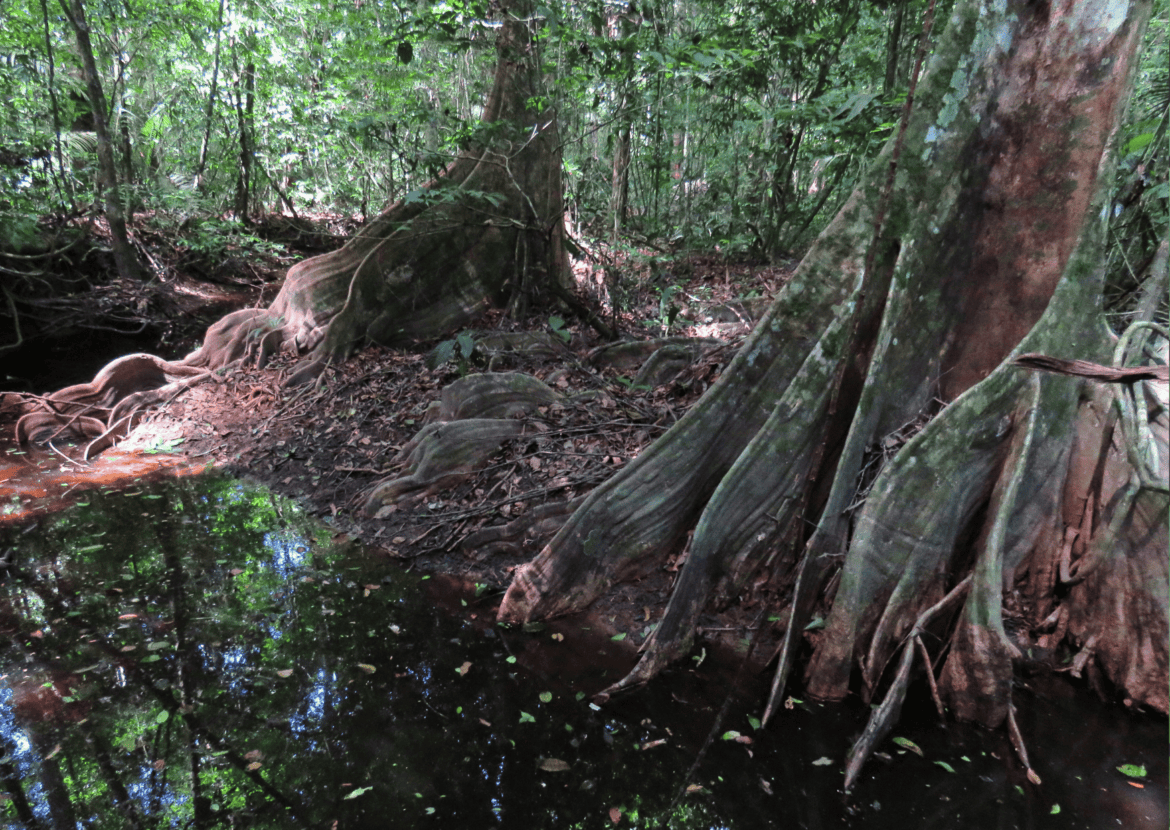 Buttress roots of the Watrabebe tree in the flooded forests of the Surinamese Amazon