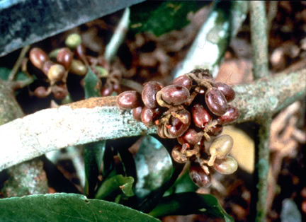 Curare plant used for making indigenous arrow poison in the Amazon rainforest.