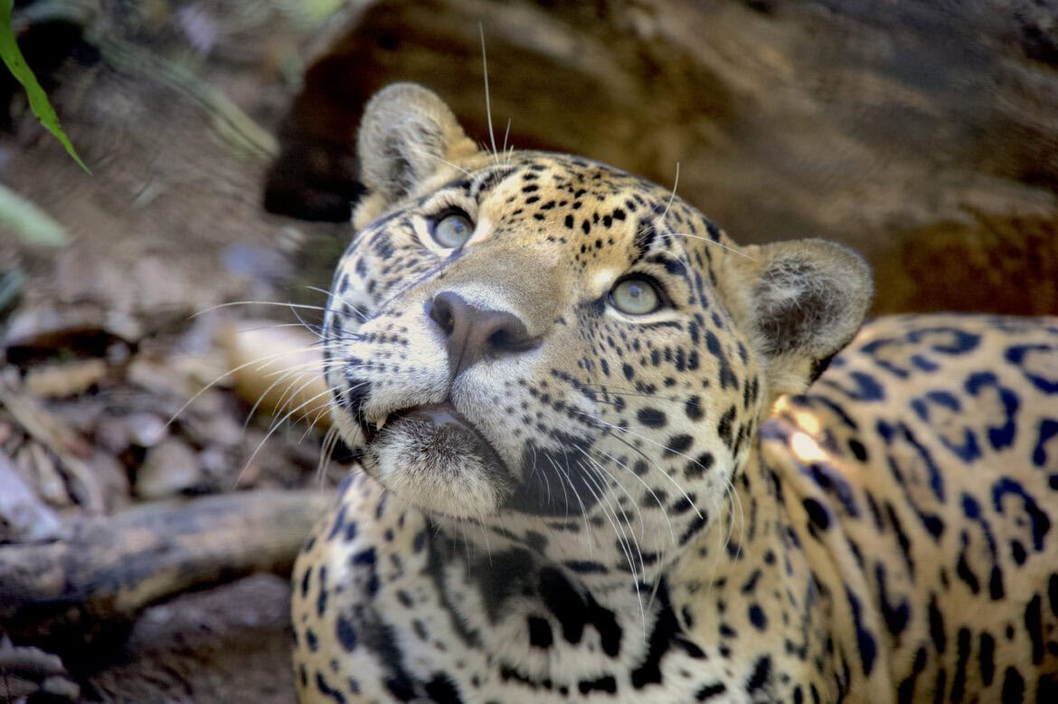 Jaguar looking up
