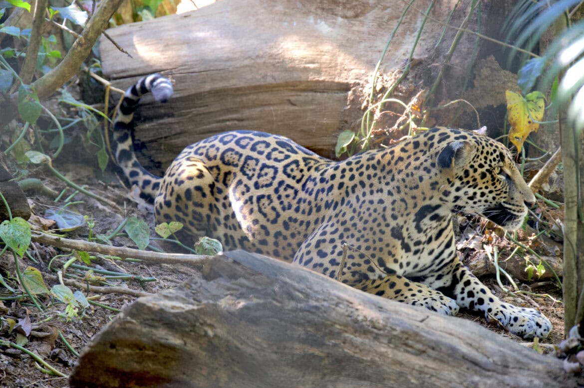 Jaguar 3