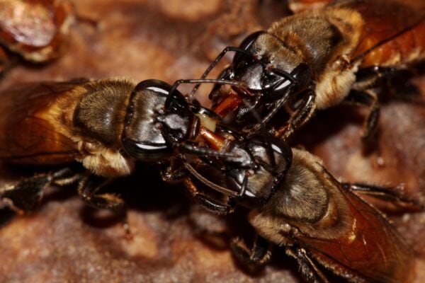 Bees
