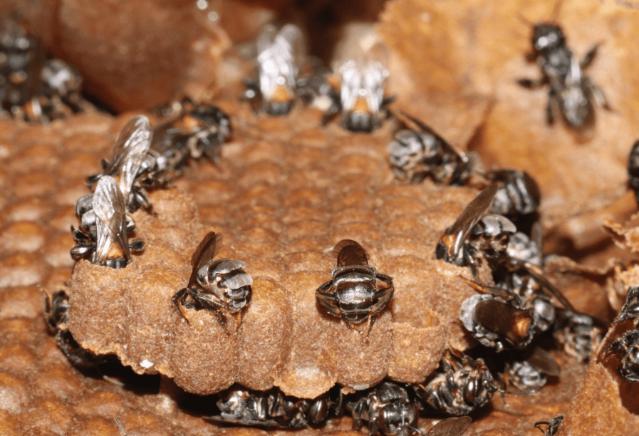 A village of female bees A village of female bees