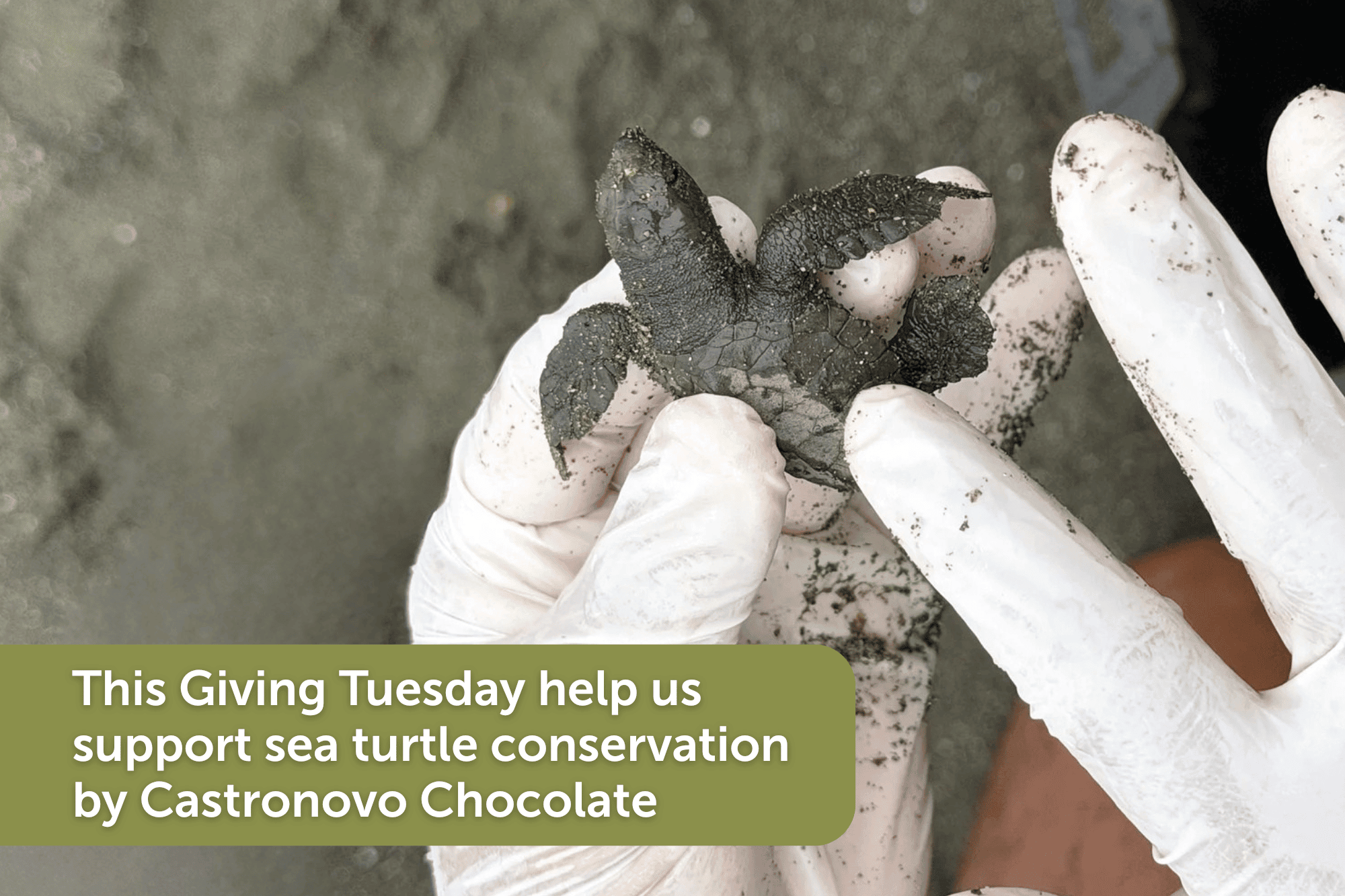 Blog by Castronovo Chocolate