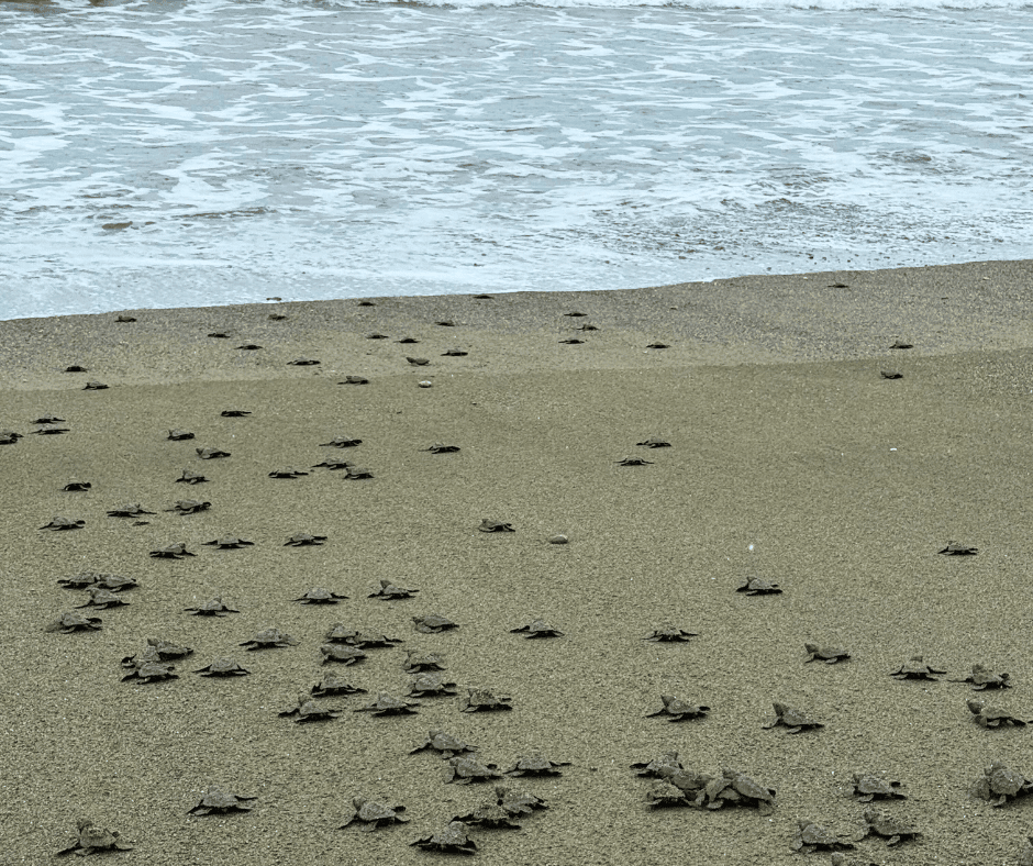 Baby turtles going to the ocean
