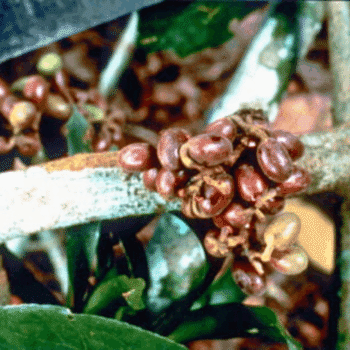 Curare Seeds. Photo: ACT