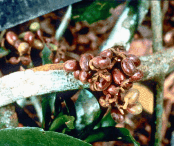 Curare Seeds. Photo: ACT