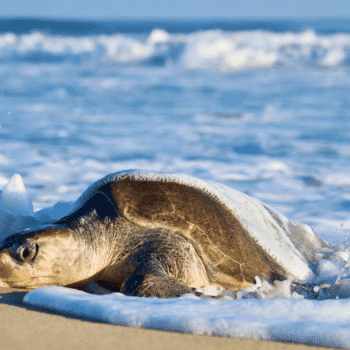 Turtle spotted at the ocean