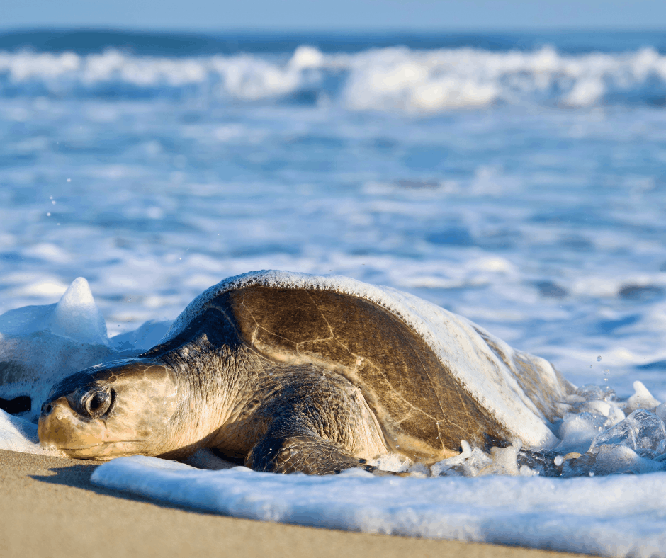 Turtle spotted at the ocean