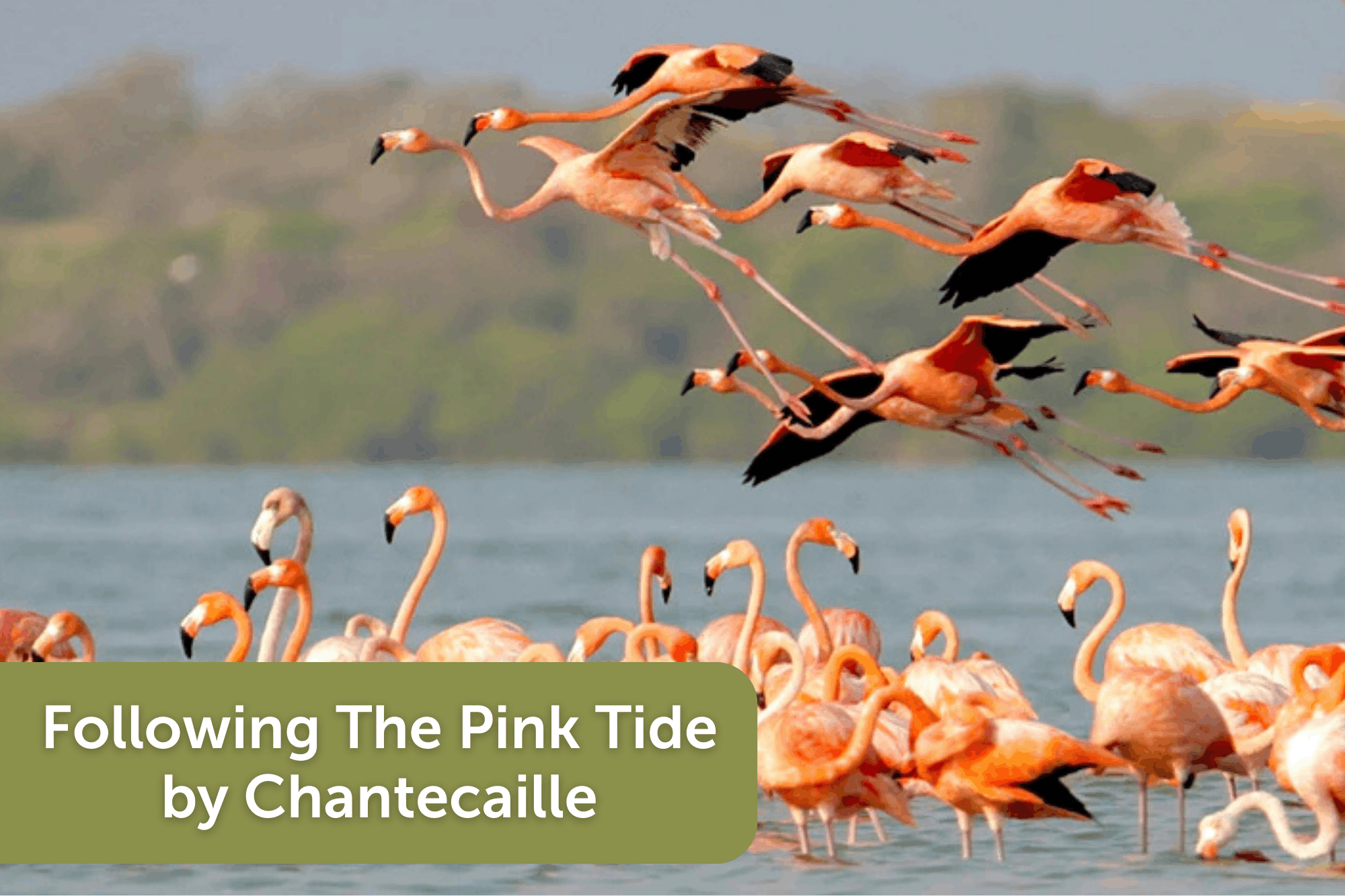 Following The Pink Tide