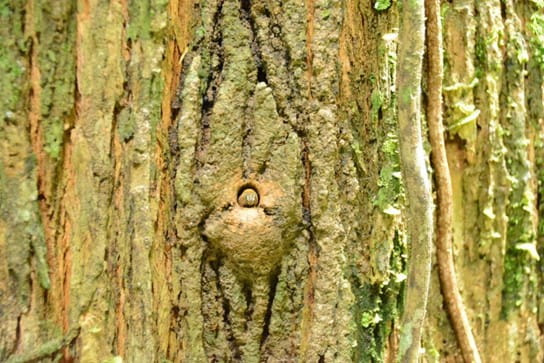 Bees hidden inside hollow tree