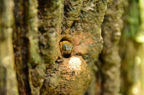 Bees hidden inside hollow tree