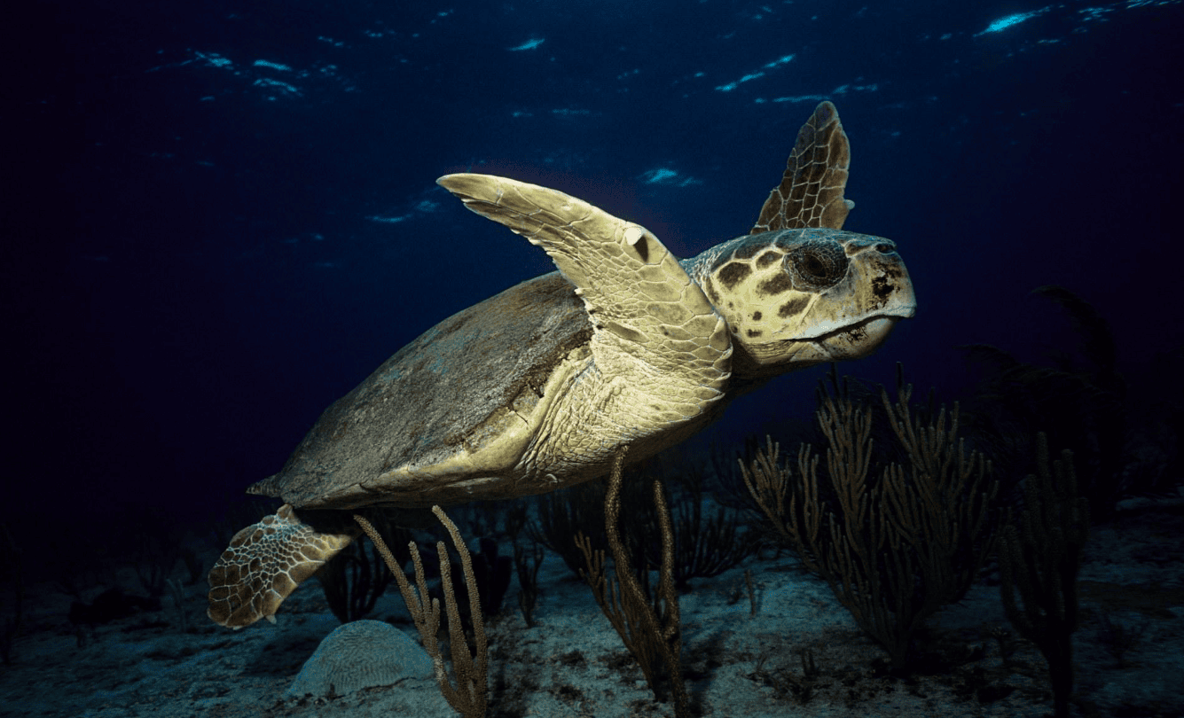 Loggerhead Sea Turtle