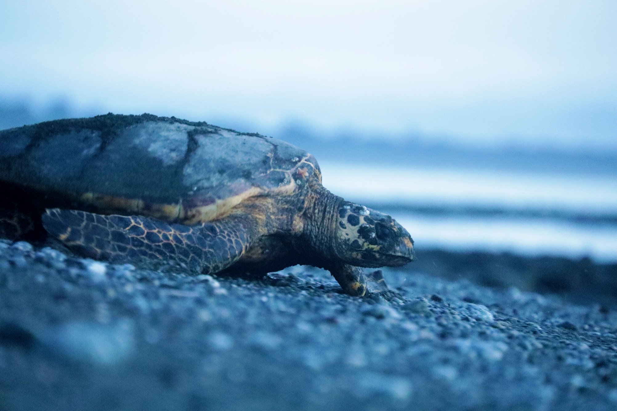 Hawksbill Sea Turtle.