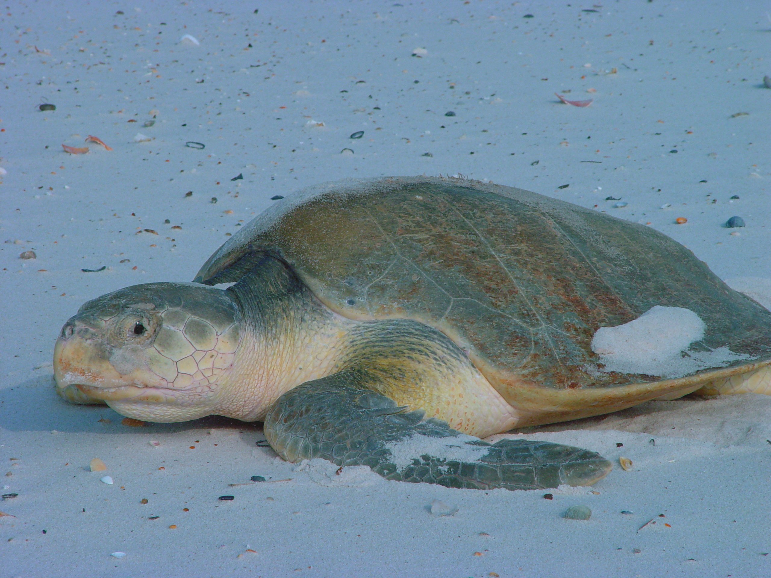 A Kemp's ridley sea turtle at Bon Secour National Wildlife Refuge. 