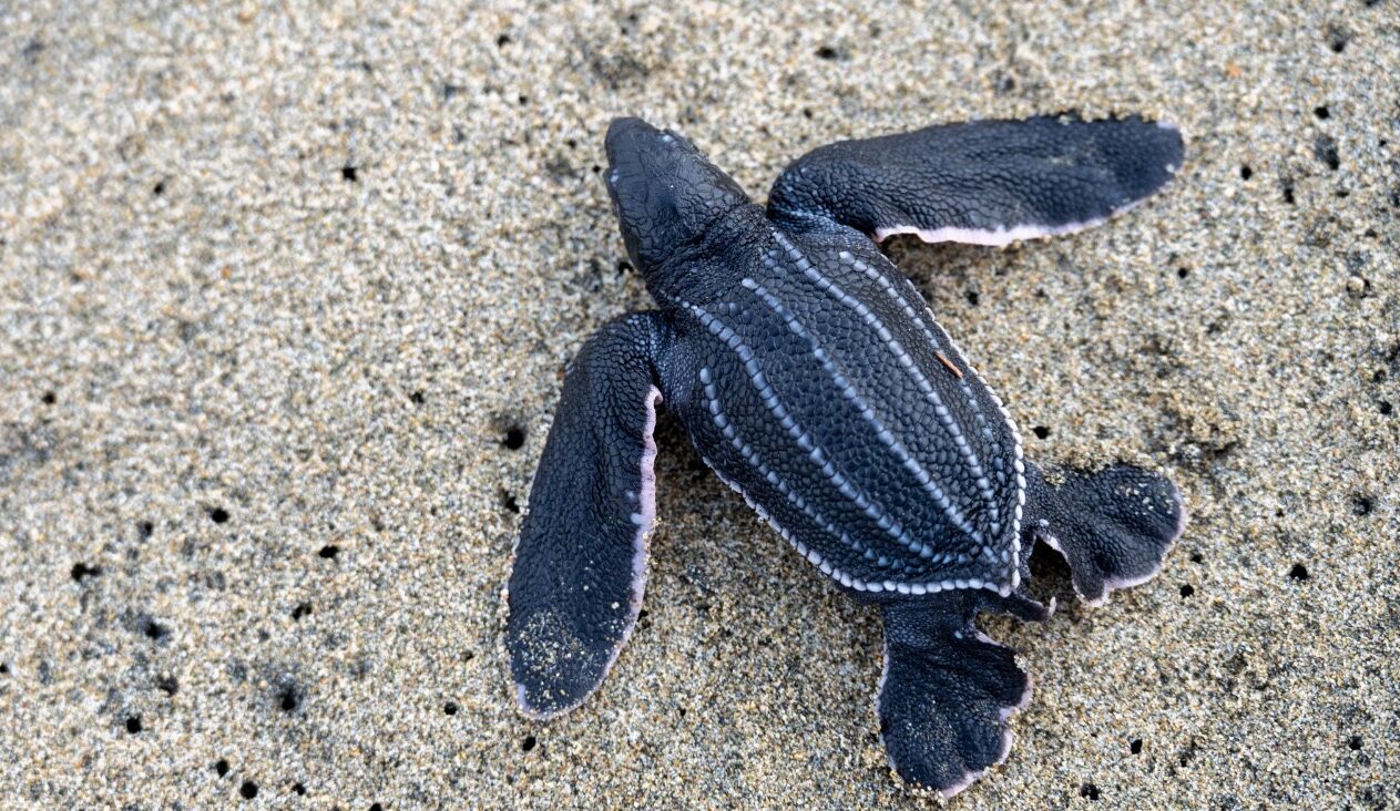 Leatherback Sea Turtle.