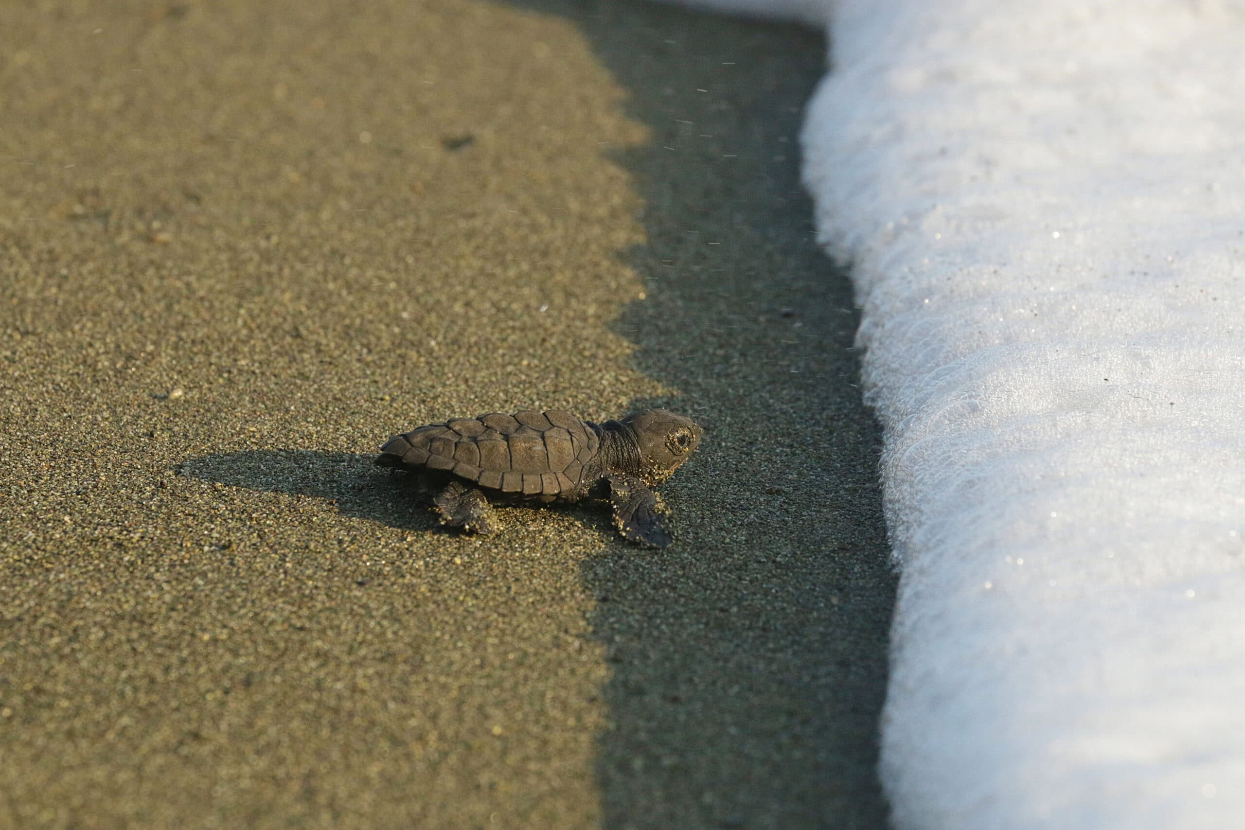 Baby Olive Ridley Sea Turtle near the ocean