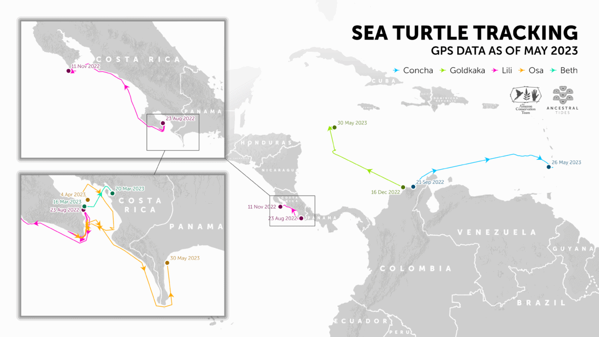 Hawksbill turtle movement routes in Costa Rica and Colombia tracked by Ancestral Tides