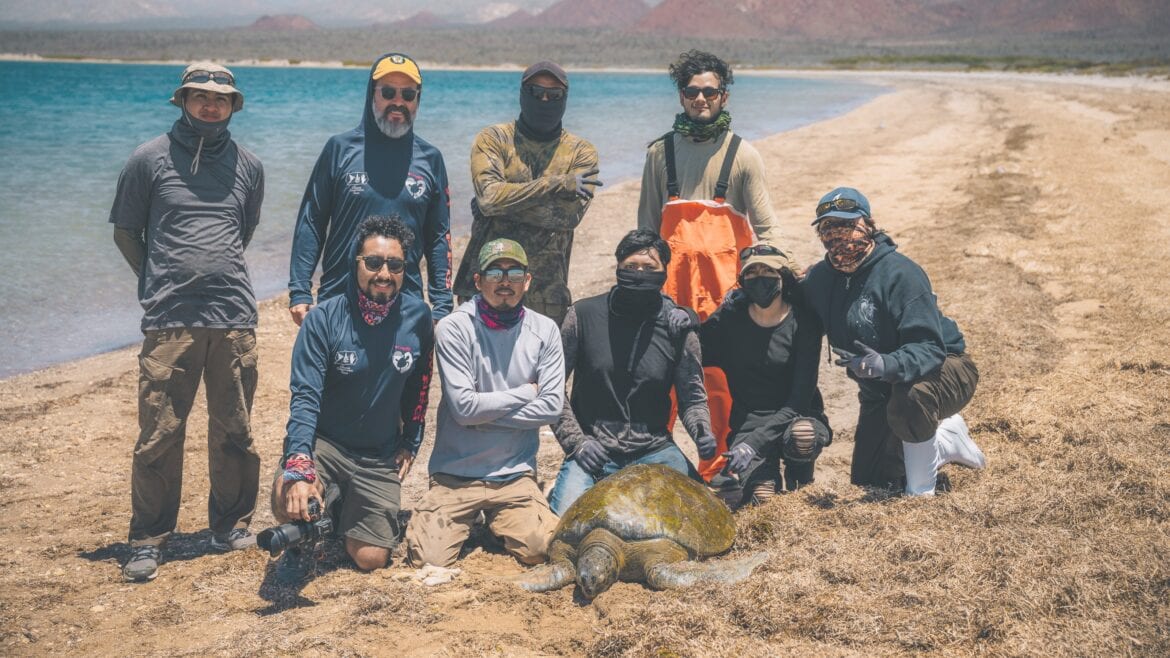 Members of the Comcaac Indigenous community in Sonora, Mexico with Ancestral Tides staff during a green sea turtle capture campaign in the Gulf of California for biological monitoring of the turtles’ feeding grounds.