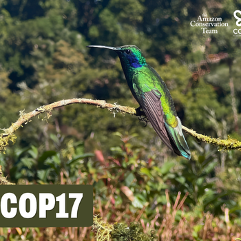 ACT at COP17