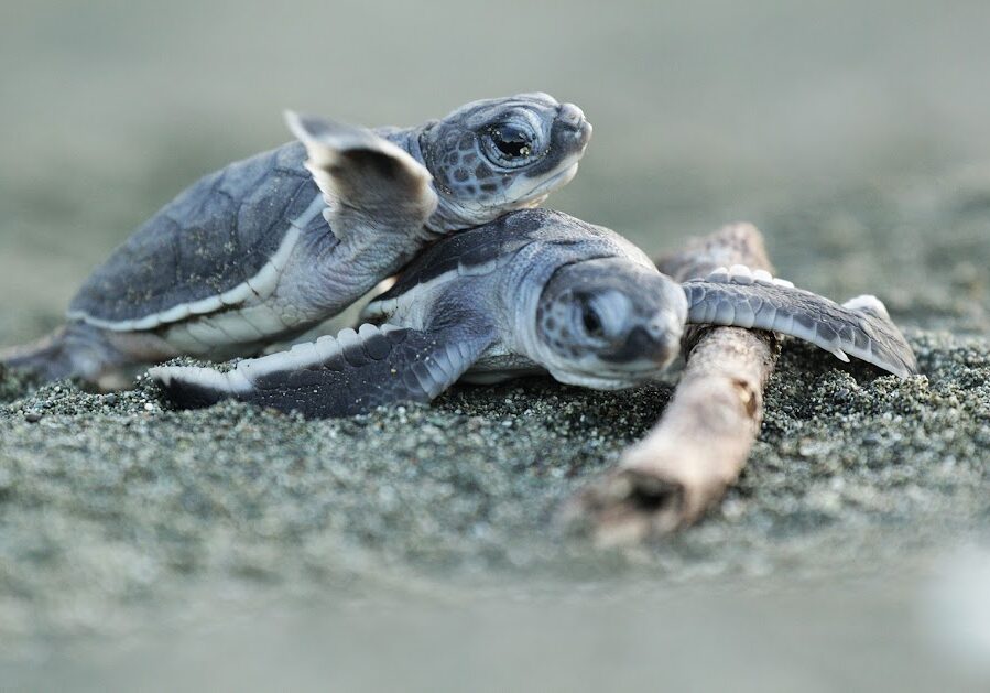 Baby turtles in the Osa Peninsula of Costa Rica_Tortugas Preciosas_Costa Rica