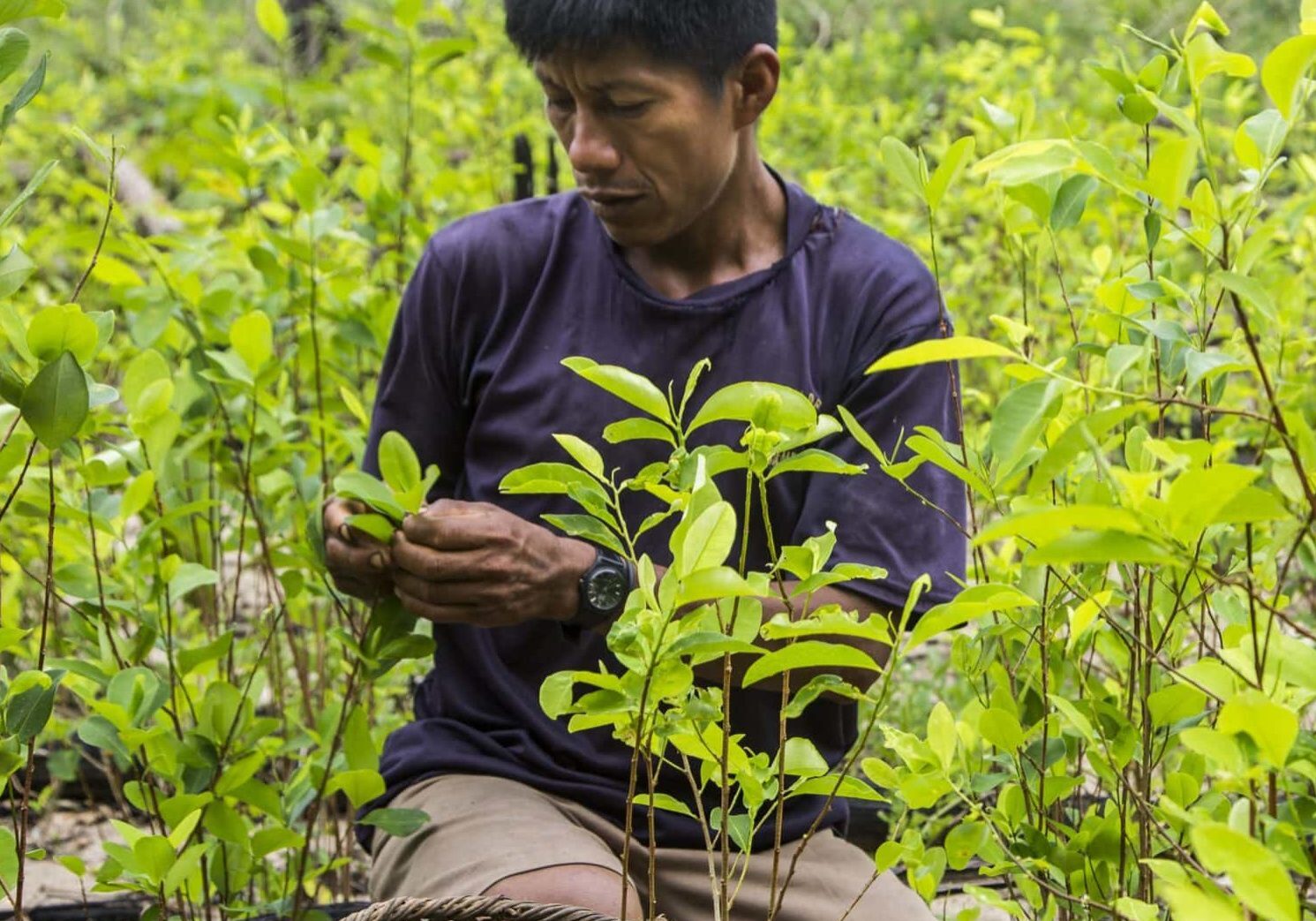 Copy of COL_IndigAgriculture