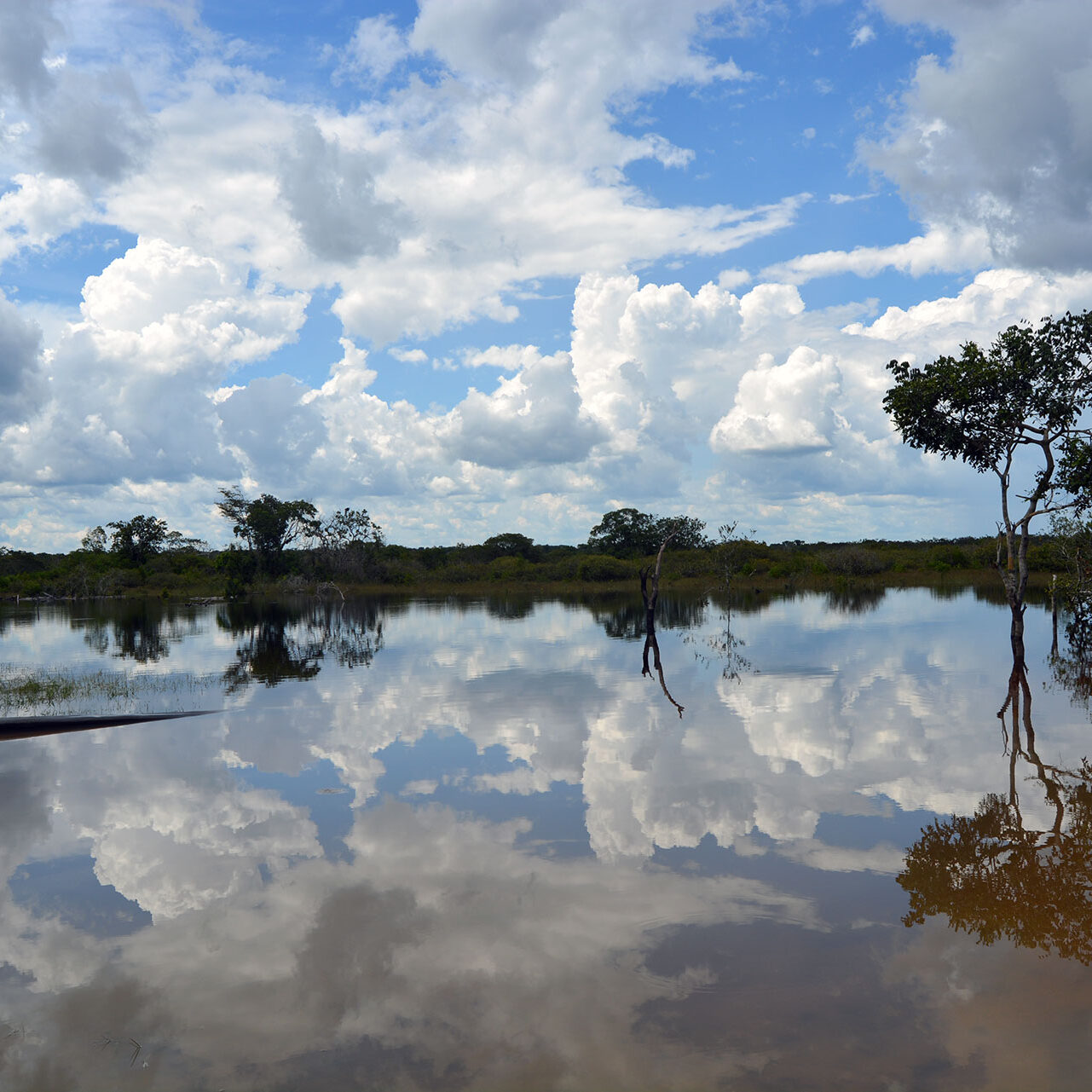 Brazil Forest Reflection Forest and sky reflection in the river