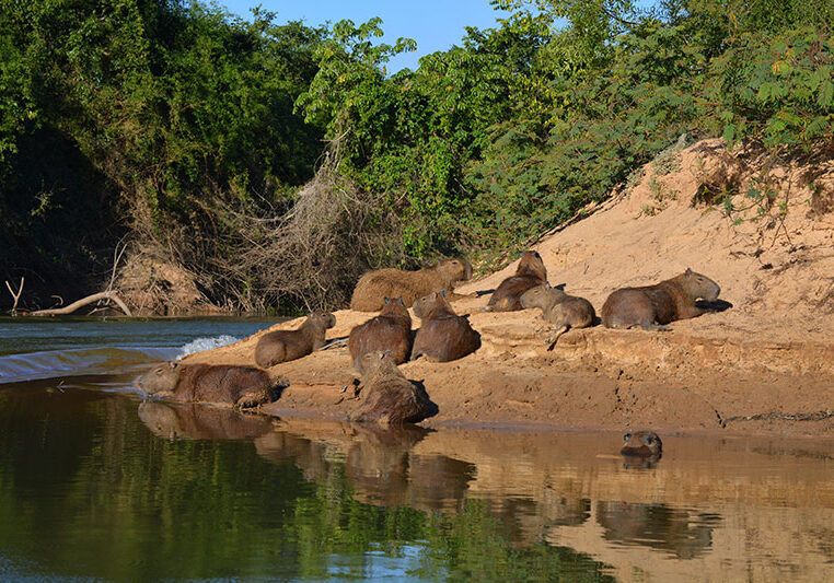 Pack of capibara loungin on the banks of the Batovi River in the Xingu Indigenous Territory