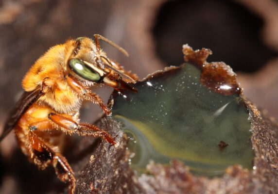 Stingless bee diversity of southern Suriname/northern Brazil