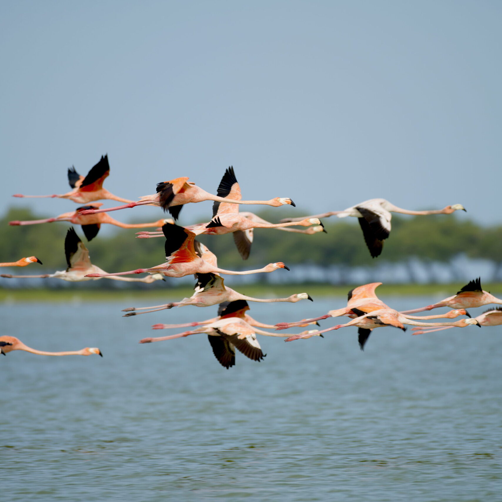 Pink flamingos flying