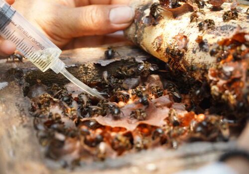 Melipona (stingless) bees, native to the Amazon, are beginning to have an impact on the economy of families in Caquetá. Photo: Sergio Daza